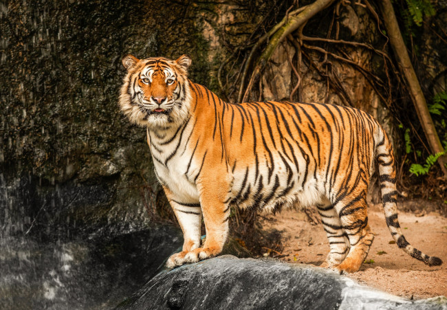 Обои картинки фото животные, тигры, тигр