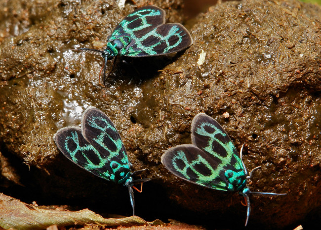 Обои картинки фото животные, бабочки, itchydogimages, трио, сырость, усики, крылья, макро, узор