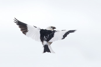 Картинка животные птицы фон птица крылья