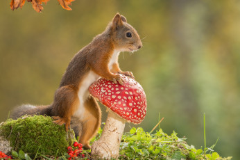 Картинка животные белки гриб природа белка грызун животное мухомор