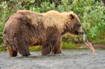 Картинка животные медведи рыба вода природа медведь хищник животное