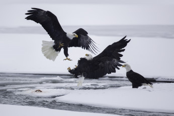 Картинка животные птицы+-+хищники трио снег орлы трое