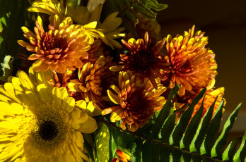 Картинка цветы хризантемы коричневые букет осень