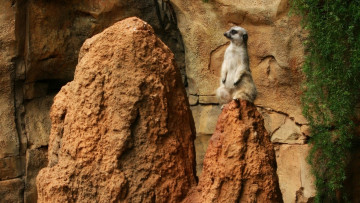 Картинка животные сурикаты лиана скалы сурикат