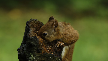 Картинка животные белки белка