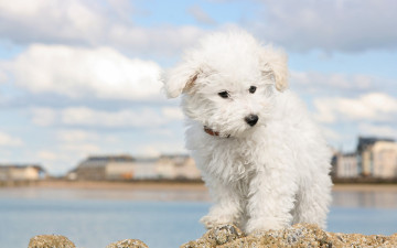 Картинка животные собаки небо берег река белый болонка облака город собака щенок