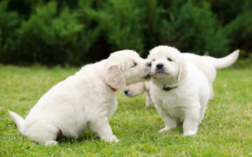 Картинка животные собаки трио троица щенки