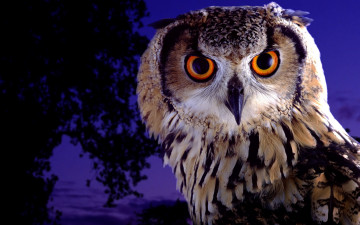 Картинка животные совы взгляд глаза птица филин сова красота фиолетовый сумерки ночь