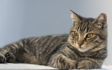 Картинка животные коты кот кошка взгляд портрет