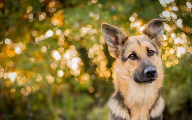 Обои картинки фото животные, собаки, друг, взгляд, собака