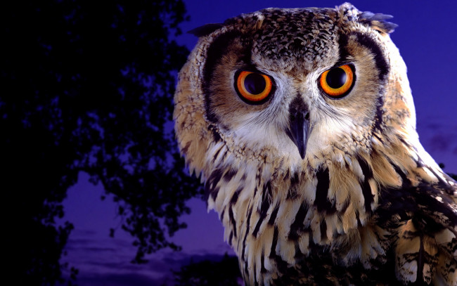 Обои картинки фото животные, совы, взгляд, глаза, птица, филин, сова, красота, фиолетовый, сумерки, ночь