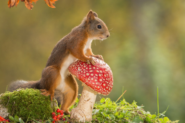 Обои картинки фото животные, белки, гриб, природа, белка, грызун, животное, мухомор