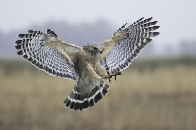 Обои картинки фото животные, птицы - хищники, крылья, сокол, птица