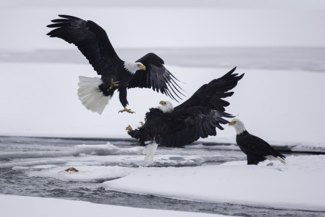 Обои картинки фото животные, птицы - хищники, трио, снег, орлы, трое