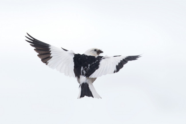 Обои картинки фото животные, птицы, фон, птица, крылья