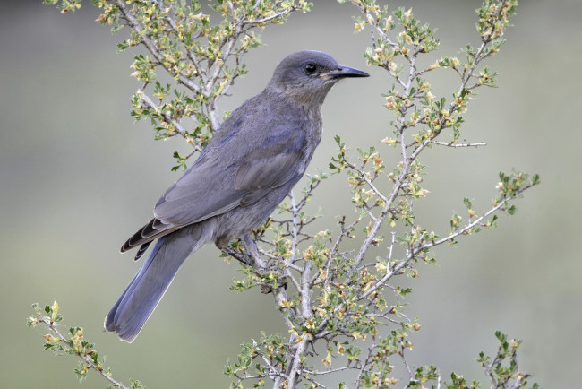Обои картинки фото животные, птицы, птичка