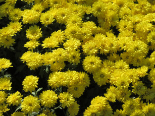 Картинка цветы хризантемы осень жёлтые