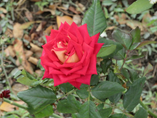 Картинка цветы розы осень