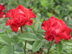 Картинка цветы розы осень