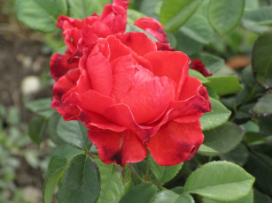 Картинка цветы розы осень