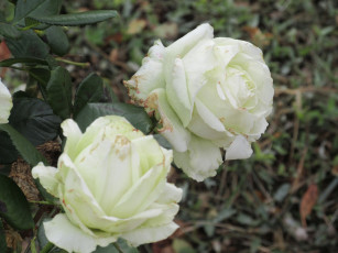 Картинка цветы розы осень