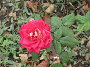 Картинка цветы розы осень