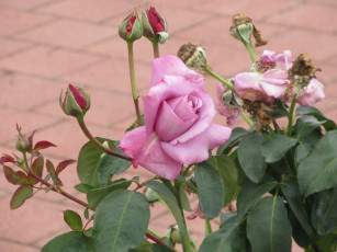 Картинка цветы розы осень