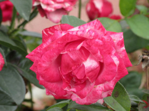 Картинка цветы розы осень