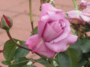 Картинка цветы розы осень