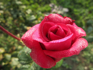 Картинка цветы розы осень