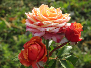 Картинка цветы розы осень