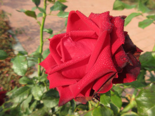 Картинка цветы розы осень