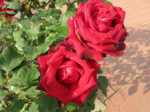 Картинка цветы розы осень