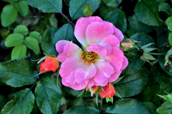 Картинка цветы розы розовый макро