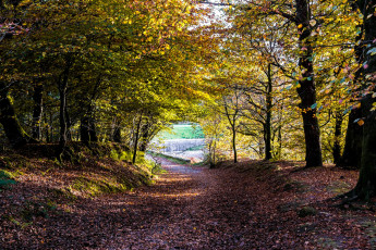 Картинка природа дороги простор