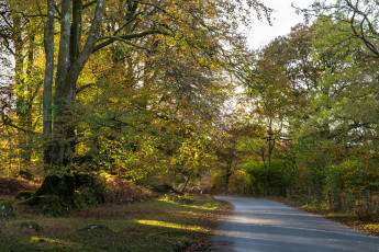 Картинка природа дороги простор