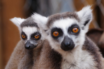 обоя животные, лемуры, животное, лемур, взгляд, моська