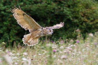 Картинка животные совы перья окрас сова птица природа