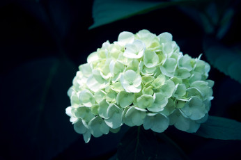 Картинка цветы гортензия белый