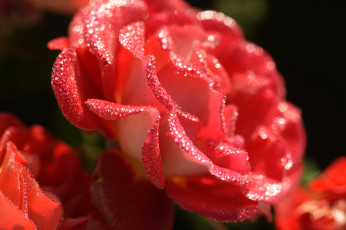 Картинка цветы розы blossoms leaves petals bud rose цветение листья лепестки бутон роза