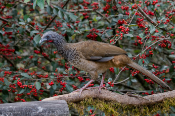 Картинка животные птицы природа птица ягоды окрас ветка дерево перья