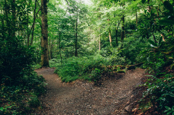 Картинка природа лес простор