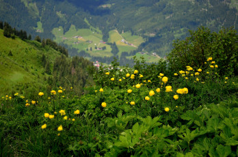 Картинка природа луга простор