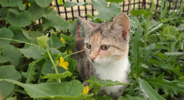 Картинка животные коты кошка