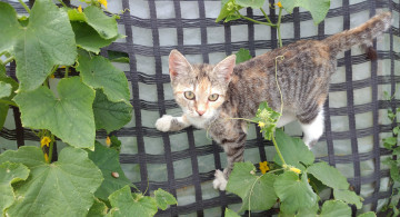 Картинка животные коты кошка