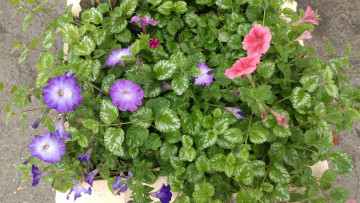 Картинка цветы петунии +калибрахоа клумба