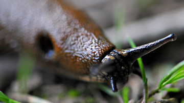 Картинка животные улитки трава рожки улитка макро