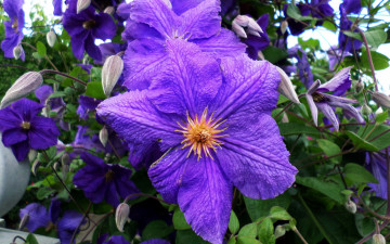 Картинка цветы клематис+ ломонос лиловый