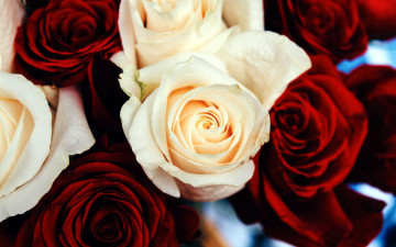 Картинка цветы розы бутоны