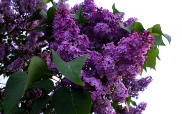 Картинка цветы сирень лиловый